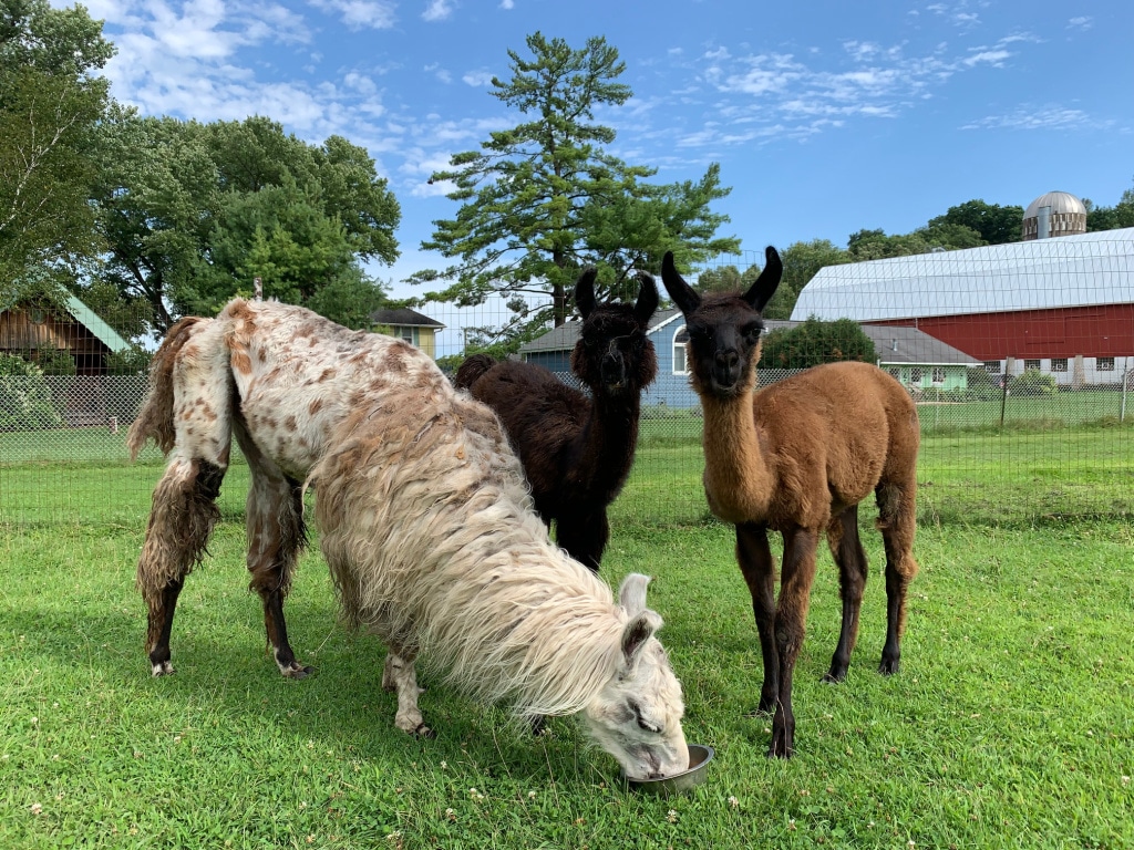 Pet llamas Dusty, Porter and Stout