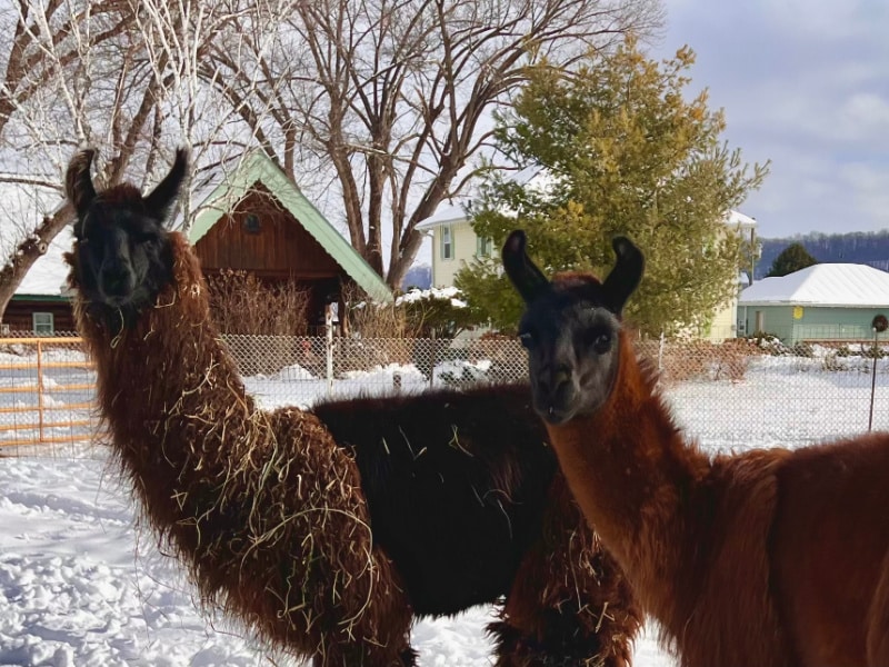 Llamas Porter and Stout at Justin Trails Resort near Sparta Wisconsin